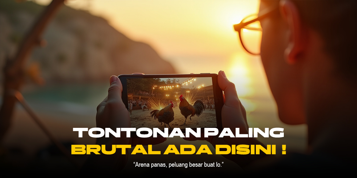 Mengenal Ayam Bangkok: Raja Sabung Ayam SV388