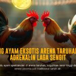 Mengenal Jenis Ayam Aduan Sabung Ayam SV388 Terpopuler