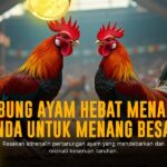 Mengungkap Keunikan Ayam Bangkok dalam Sabung Ayam SV388