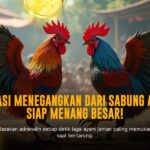 Keunikan Ayam Bangkok dalam Sabung Ayam SV388