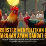 S128 Sabung Ayam: Jenis Ayam, Odds, dan Provider Terpercaya