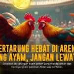Odd dan Jenis Ayam Terbaik di Sabung Ayam SV388