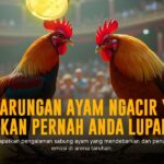 Mengungkap Dunia Sabung Ayam SV388: Jenis Ayam, Odds, dan Keunggulan