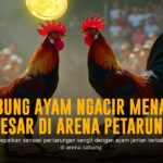 Mengenal Ayam Bangkok: Raja Sabung Ayam Dunia