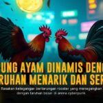 Mengenal Jenis Ayam Bangkok dan Odds di SV388 Sabung Ayam