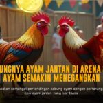 Mengenal Jenis Ayam Adu Terbaik di Sabung Ayam SV388
