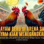 Mengenal Jenis Ayam Aduan dan Odds Terbaik di SV388 Sabung Ayam