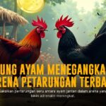 Mengenal Sabung Ayam SV388: Adu Kesaktian Ayam Aduan Online