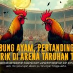 Mengenal Jenis Ayam Aduan dan Odds di SV388 Sabung Ayam