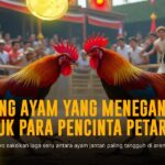 Mengenal Jenis Ayam Aduan di Sabung Ayam SV388
