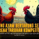 Rahasia Odds dan Jenis Ayam Aduan di SV388 Sabung Ayam