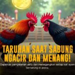 Mengenal Jenis Ayam Bangkok Dalam Sabung Ayam SV388