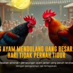 Kenali Jenis Ayam Aduan di Sabung Ayam SV388