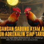 Mengenal Jenis Ayam Aduan Dalam Sabung Ayam SV388