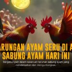 Mengenal Jenis Ayam Aduan Memikat di SABUNG AYAM SV388