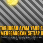 Mengulik Jenis Ayam Laga dan Odds di SV388 Sabung Ayam