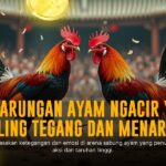 Taruhan Sabung Ayam SV388: Ungkap Jenis Ayam dan Odds Terbaik